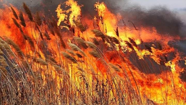 Надзвичайний рівень пожежної небезпеки на Рівненщині: як запобігти загорянням в екосистемах