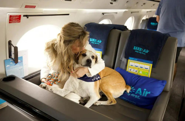 У США відкрили авіакомпанію для собак