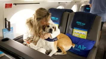 У США відкрили авіакомпанію для собак
