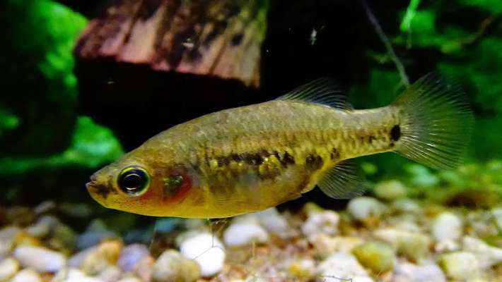 Вчені повернули в природне місце існування вимерлий вид риб