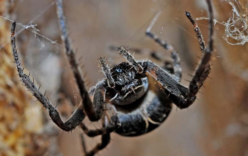 У Великій Британії знайшли найбільшого у світі павука