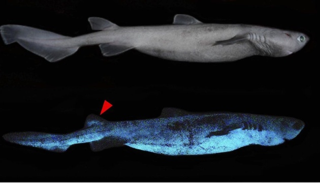 Акули що світяться: у Новій Зеландії виявили новий вид