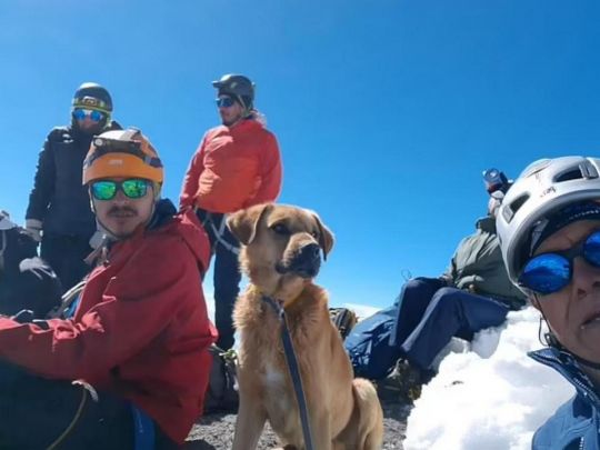 Альпіністи врятували собаку, який місяць провів на найвищій вершині Мексики