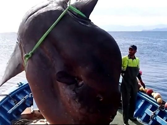 Біля берегів Африки спіймали рибу вагою дві тонни