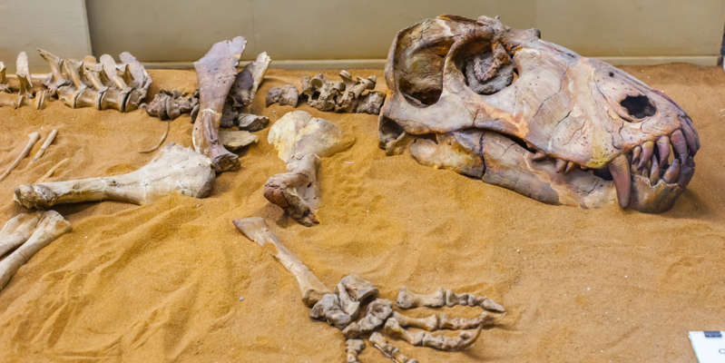 Бразильські вчені відтворили мозок динозавра