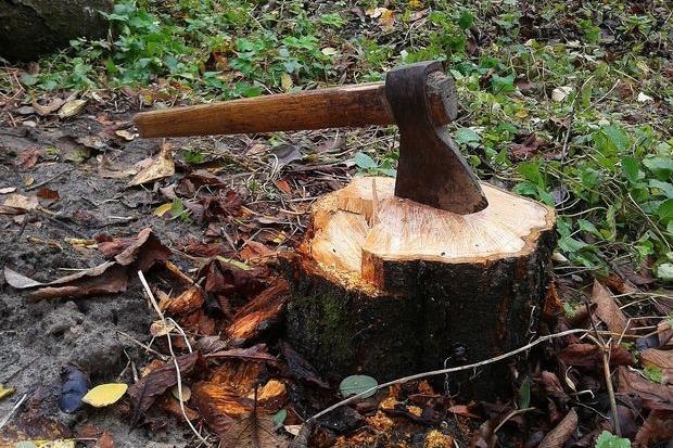 Чоловіка з Рівненщини можуть позбавити волі за незаконну порубку дерев