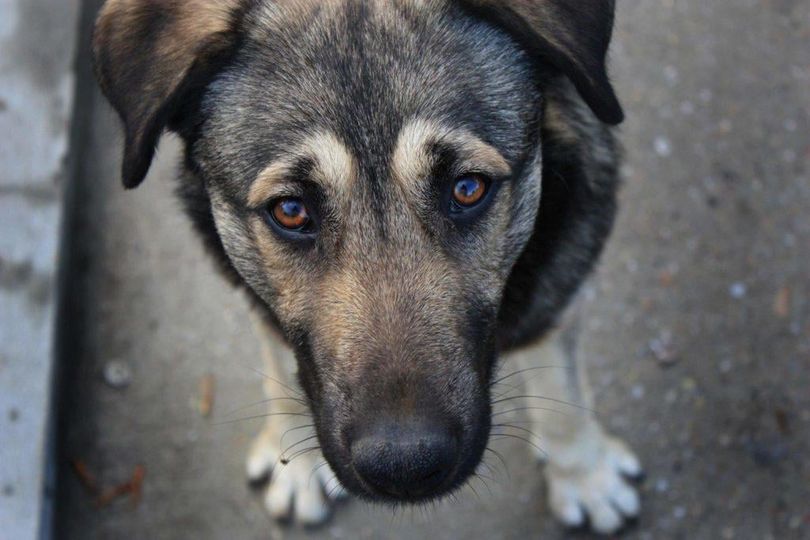 Чоловіка з Рівненщини покарають за жорстоке вбивство собаки