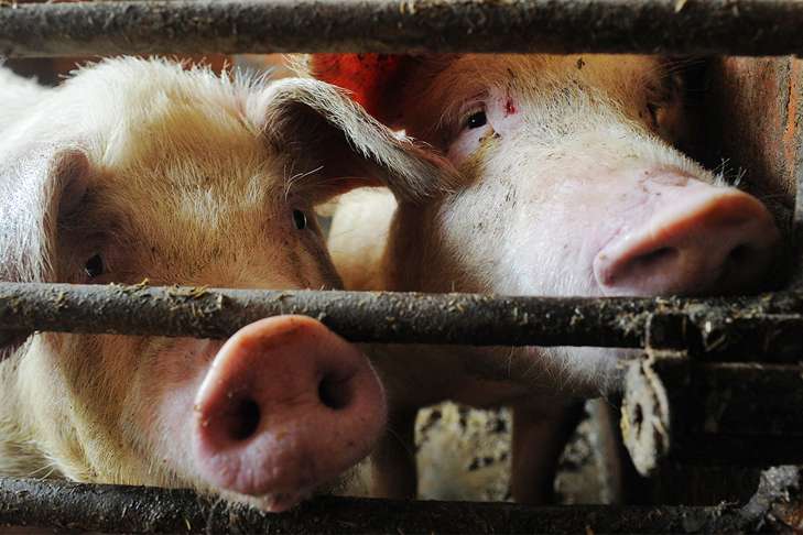 Дивовижно: біологи розшифрували «мову» свиней 