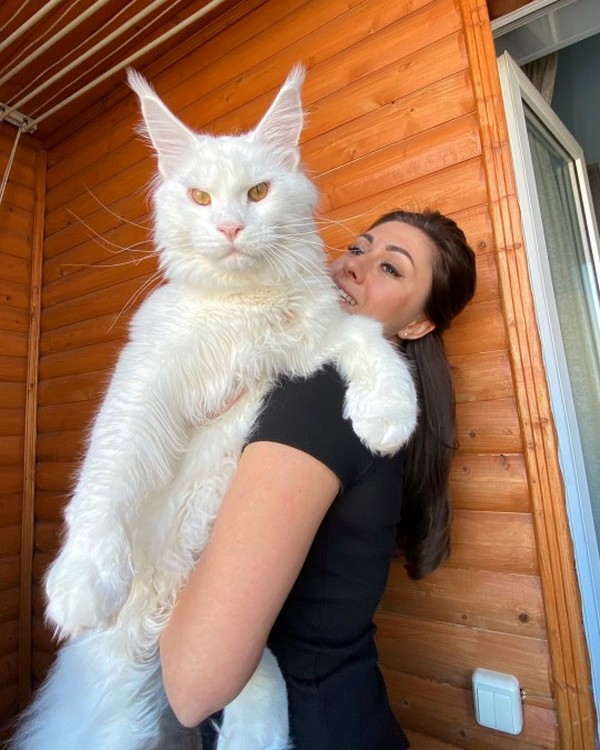 Гігантський кіт вагою з дворічної дитини