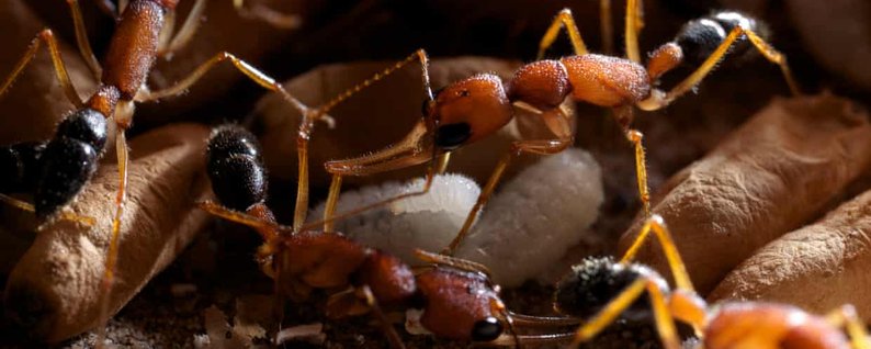 Індійські мурахи вміють змінювати розмір свого мозку — науковці