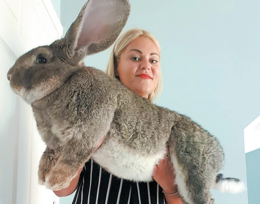 Кролик вагою 25 кілограмів