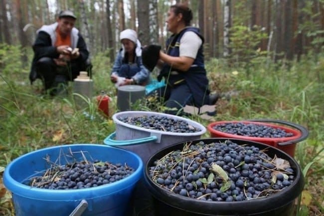 Квитків на збір чорниці продали на два мільйони