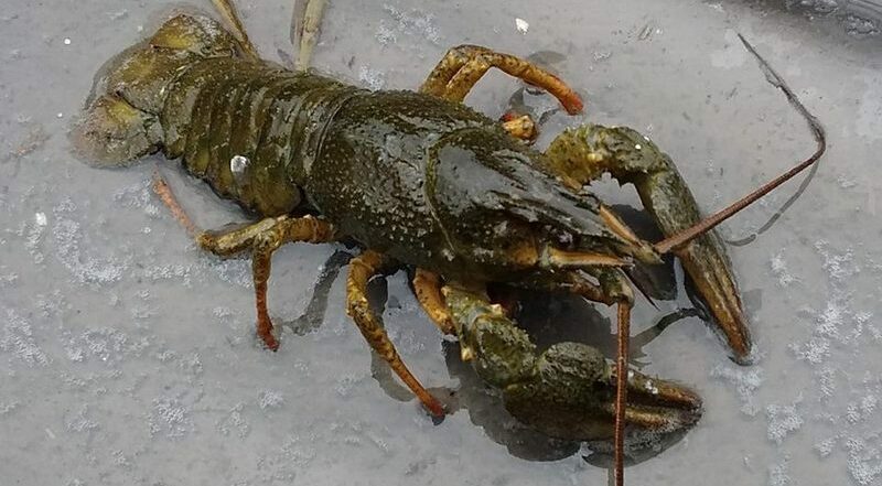 Ловити раків заборонено: штраф за одного рака – 3332 гривні