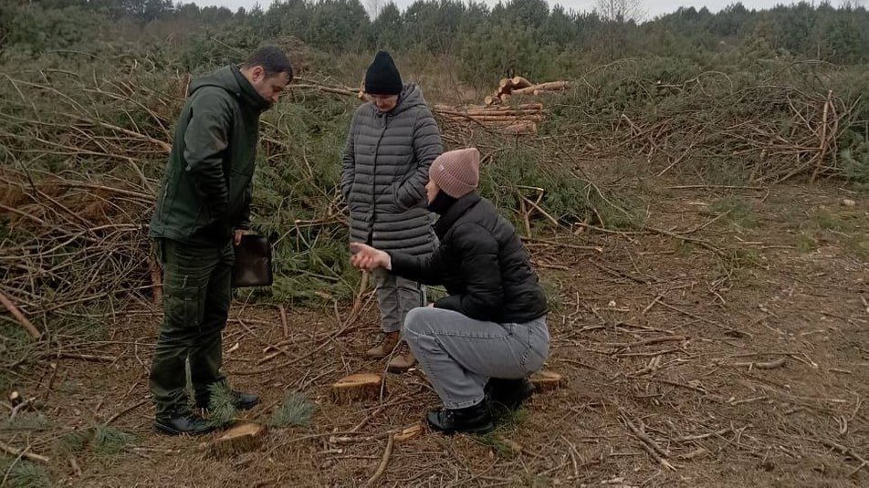 Майже п’ять мільйонів - за зрубані сосни