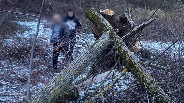  На 8-річну дівчинку впало дерево: вона загинула