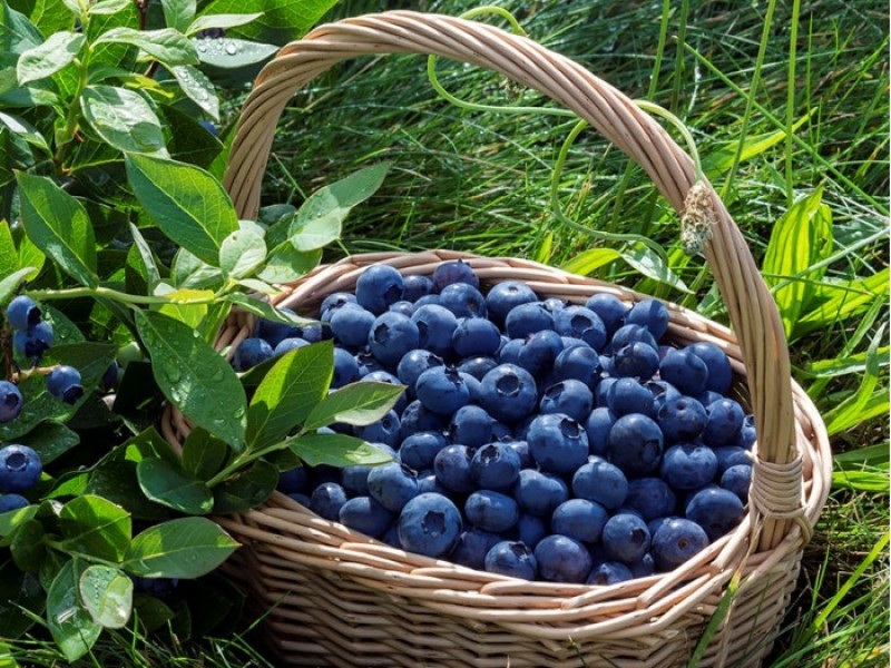 На Рівненщині можуть дозволити збирати ягоди у лісі