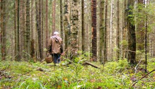 На Рівненщині розшукують чоловіка, який пішов до лісу і не повернувся