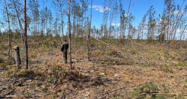На Рівненщині винищили понад 600 гектарів лісу
