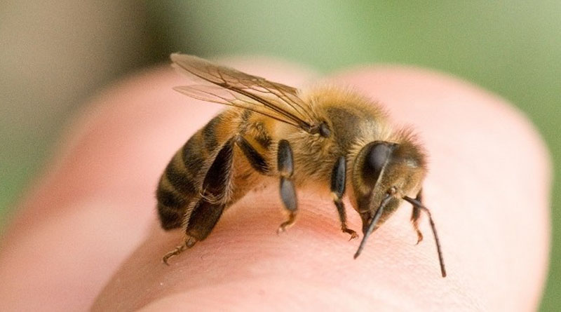 На Рівненщині загинув пасічник, якого покусали бджоли