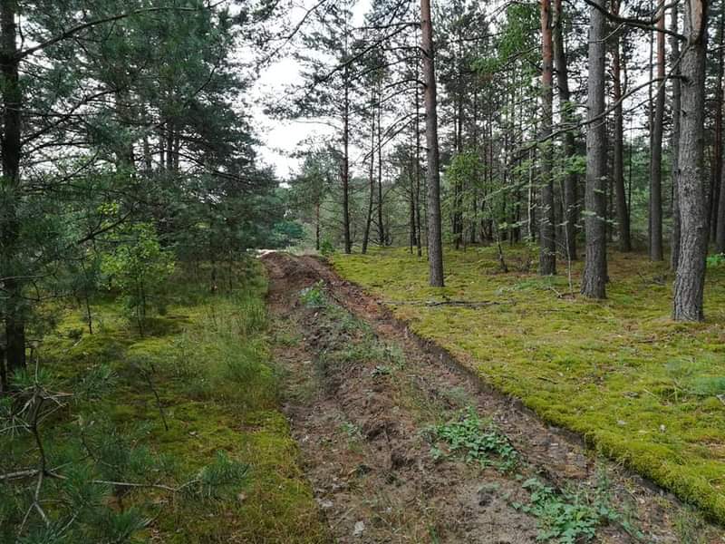 На Сарненщині зникла жінка, яка пішла в ліс по ягоди. До пошуків залучили рятувальників