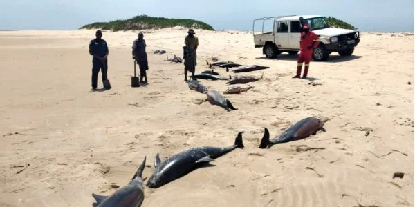 На узбережжі Мозамбіку виявили понад 100 мертвих дельфінів