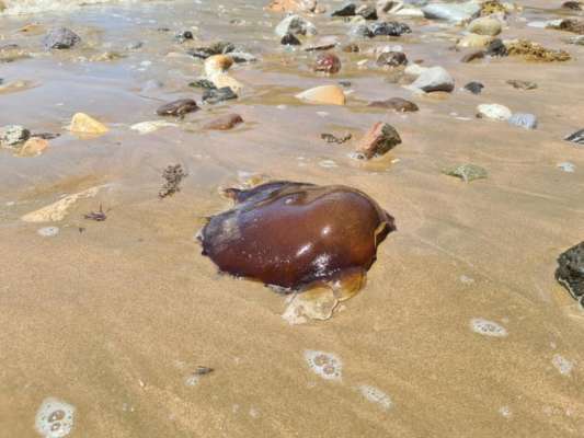 На узбережжі океану в Австралії знайшли загадкову істоту (ФОТО)