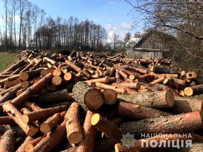 На Володимиреччині молодик нарубав майже 200 кубометрів лісу