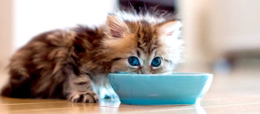 Не просто примха: чому коти припиняють їсти, коли бачать дно миски?