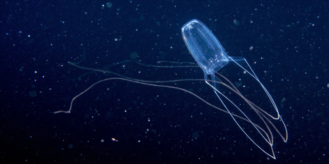 Невідому медуза знайшли на глибині майже один кілометр