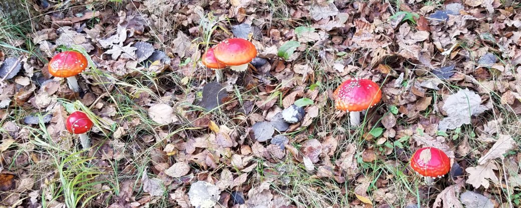Перший випадок отруєння грибами цього року офіційно зафіксували у Хмельницькому