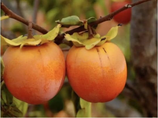 Підступна хурма: яка користь від цього солодкого осіннього фрукта та кому він протипоказаний