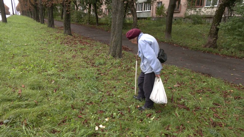 По 6 гривень за 1 кг: у Рівному розпал сезон збору каштанів