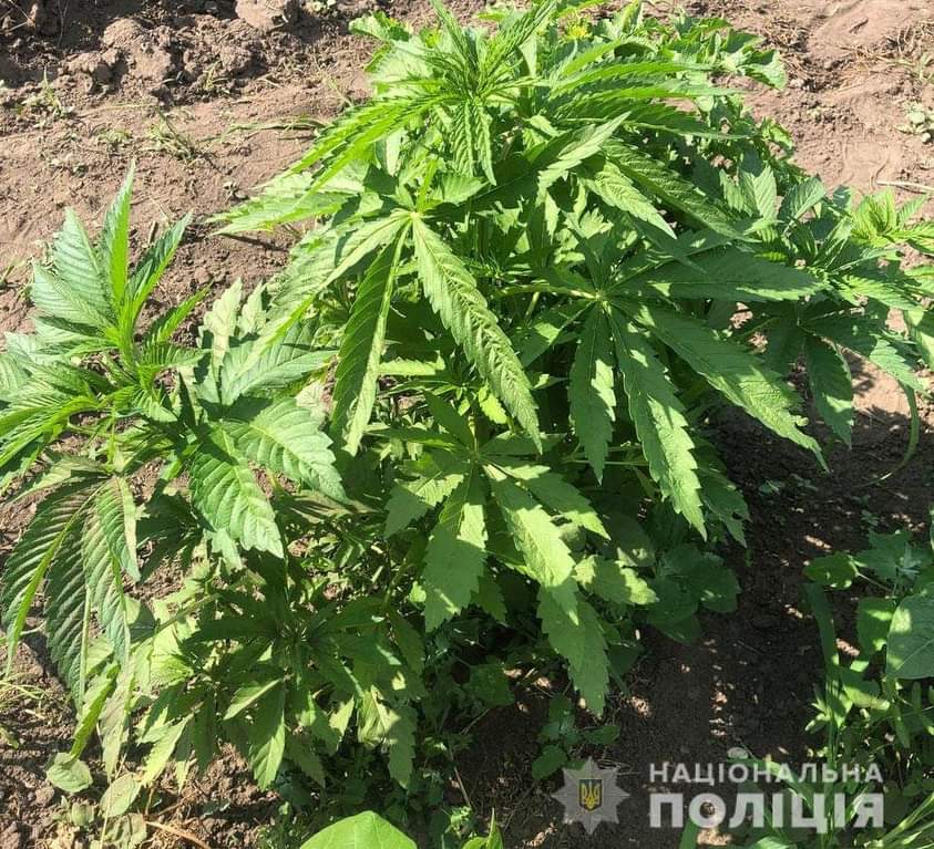 Понад 70 рослин конопель та два кілограми марихуани вилучили поліцейські на Рівненщині(ФОТО)