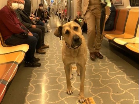 Популярний пасажир: собака їздить у метро безкоштовно