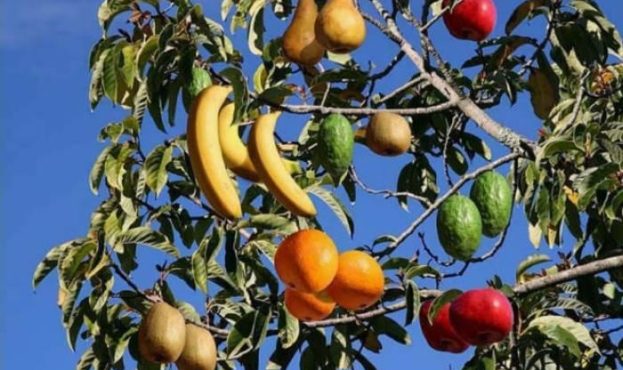 Селекціонер створив унікальне дерево, що дає десять різних видів плодів одночасно