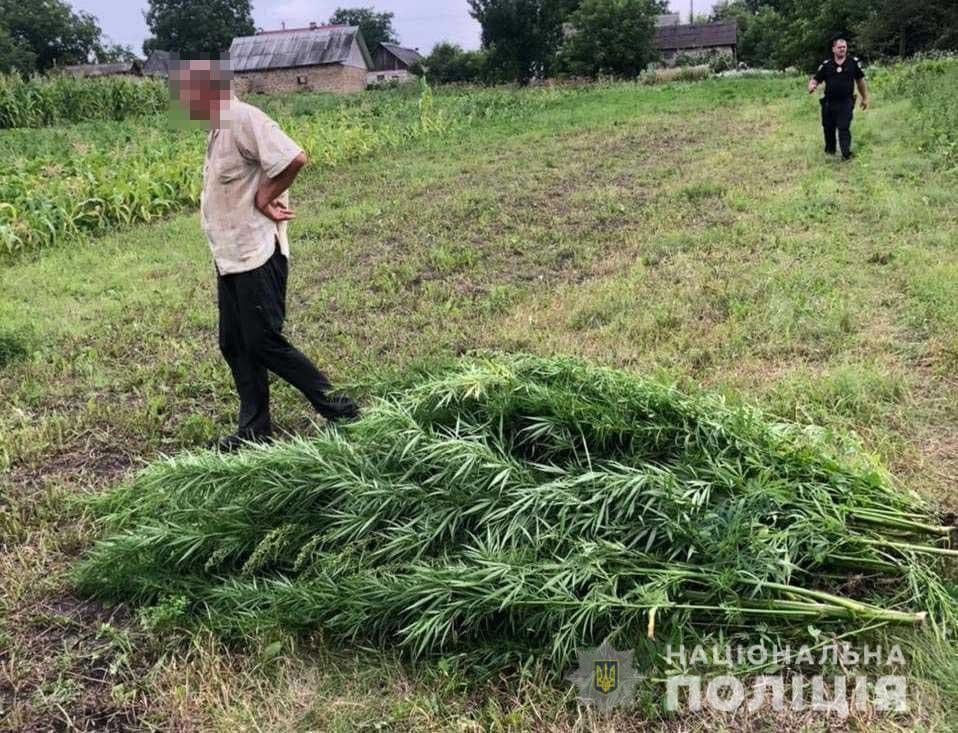 На Рівненщині поліцейські вилучили шість із половиною кілограмів коноплі