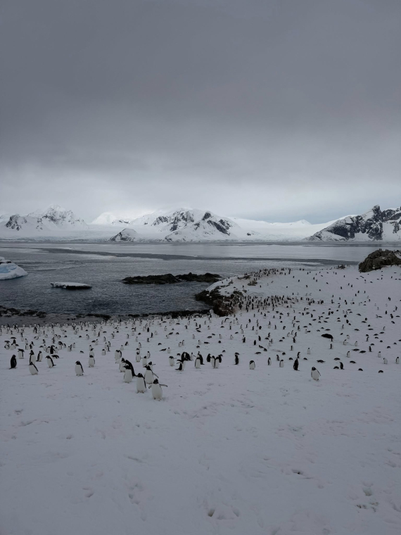  Шлюбний сезон у пінгвінів: на острів, де розташований “Вернадський”, їх прибуло сім тисяч 