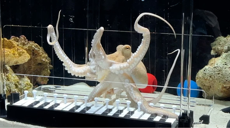 Шведський музикант вперше у світі навчив свого восьминога грати на піаніно