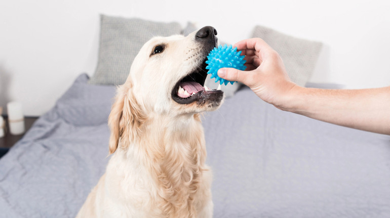 Собаки можуть засвоювати нові слова, підслуховуючи розмови людей