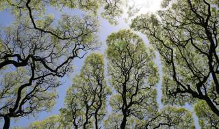 Стало відомо, скільки дерев із обіцяного мільярда вже висадили в Україні