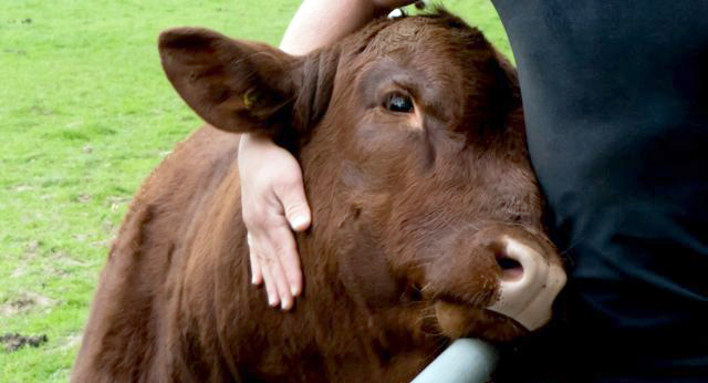 Суд Швеції став на захист самотньої корови