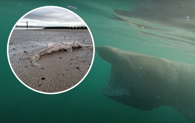  У Британії знайшли останки 6-метрового морського чудовиська, викинутого на берег