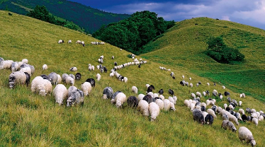 У Ірландії історики прийняли на роботу овець: ким працюють тварини?