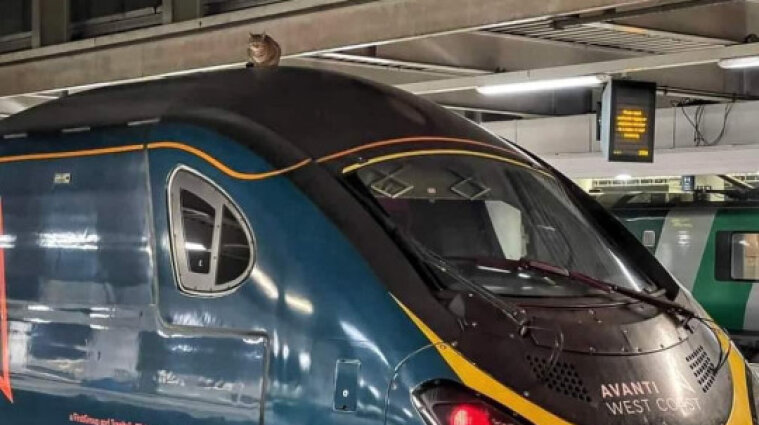У Лондоні швидкісний потяг зупинився на дві години через... кішку