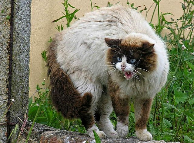  У Львові від сказу померла 40-річна жителька Волині