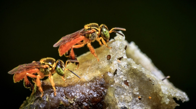 У Перу комахам вперше у світі надали юридичні права