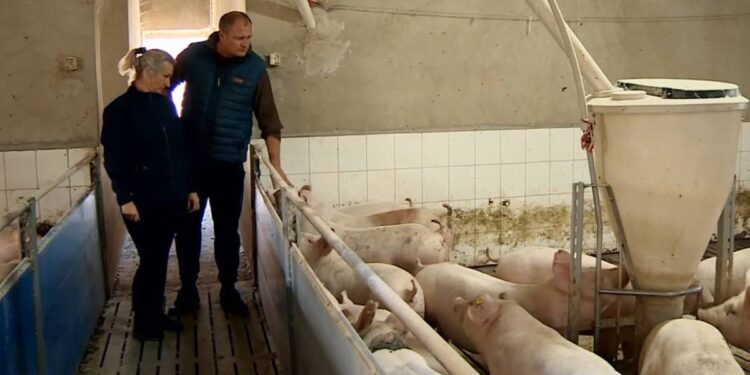  У Польщі фермера оштрафували за сморід зі свинарника: за нього вступився міністр