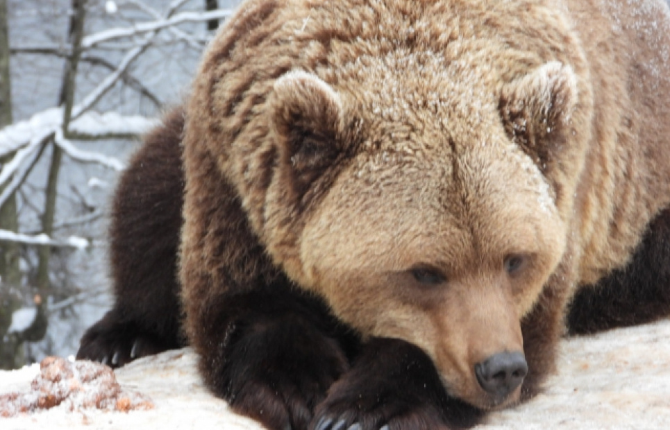 У реабілітаційному центрі на Закарпатті залягли у сплячку понад 30 ведмедів