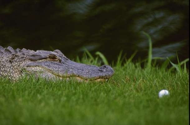 У США чоловік викрав крокодила, щоб з ним побитися