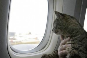 У Судані через кота на борту, літак повернувся до аеропорту